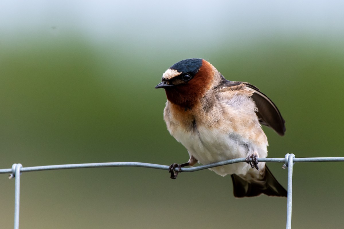 Cliff Swallow - ML240981891