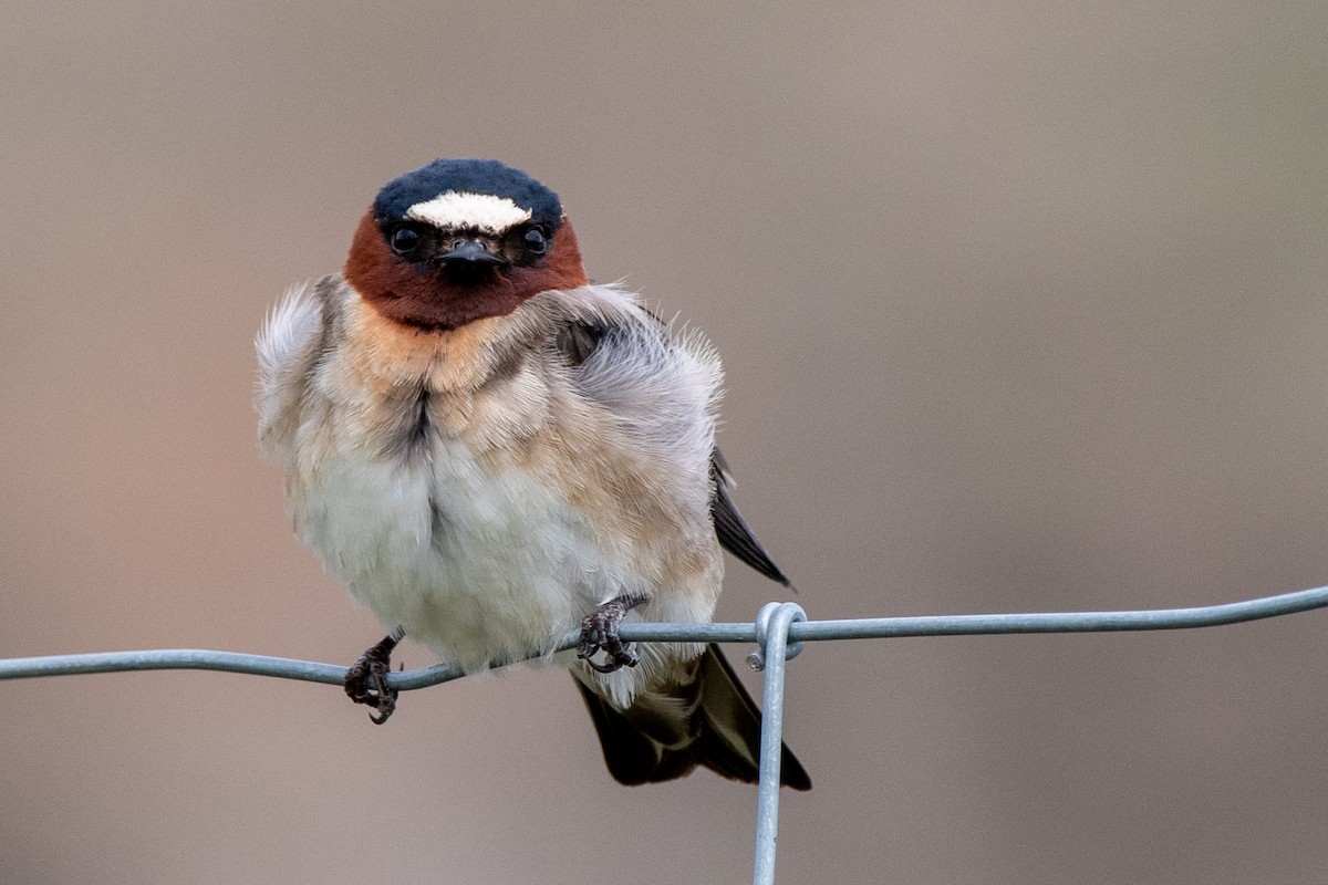 Cliff Swallow - Adam Perrier