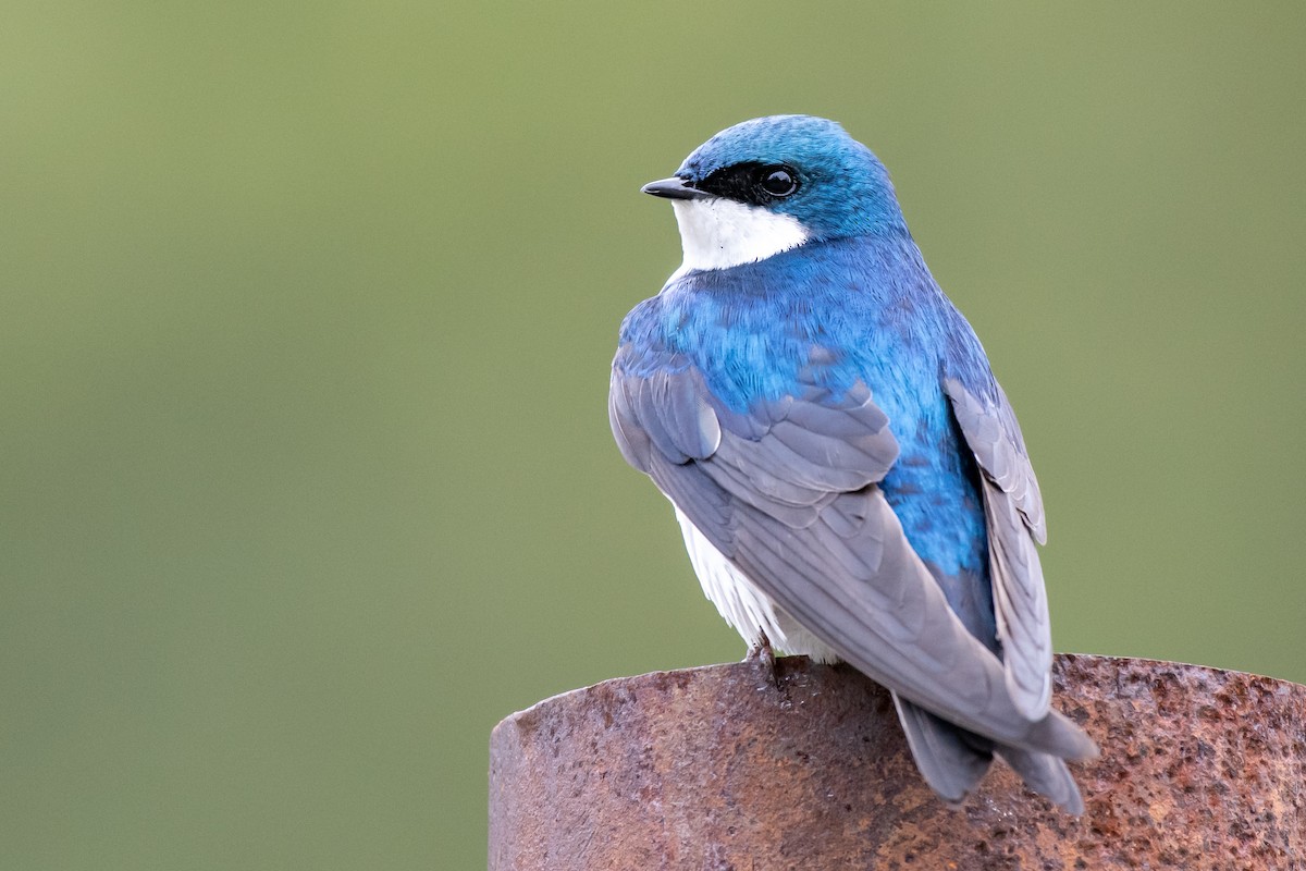 Golondrina Bicolor - ML240982141