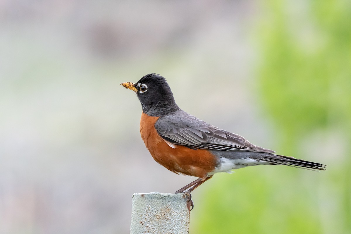 American Robin - ML240982151