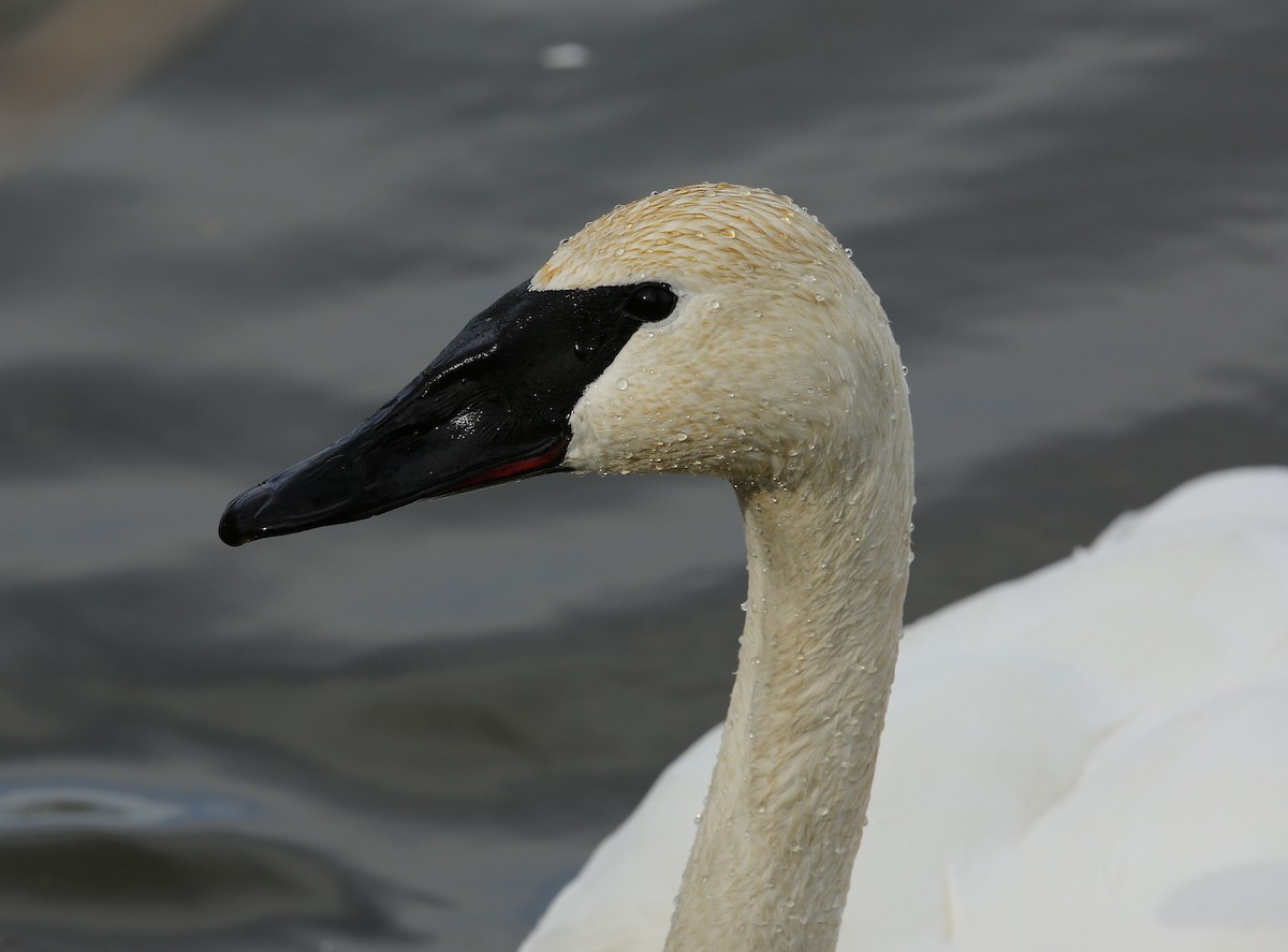 Trumpeter Swan - Charles Lyon