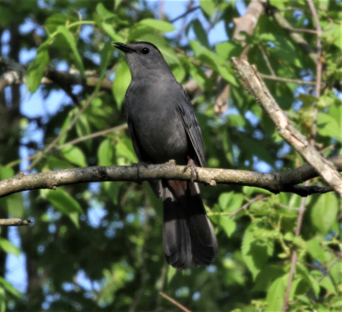 Pájaro Gato Gris - ML240987061