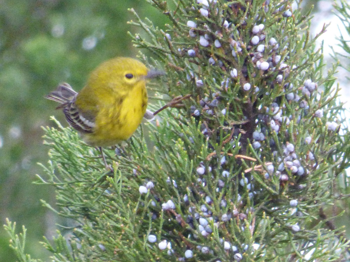 Pine Warbler - ML24098721