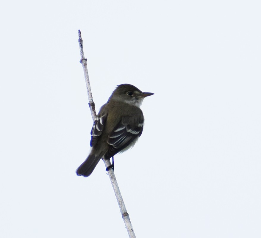 Willow Flycatcher - ML240987311