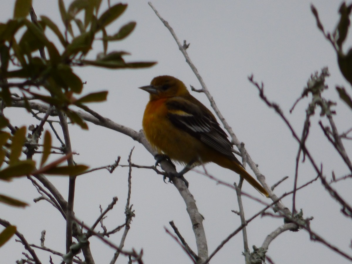 Baltimore Oriole - ML24098771