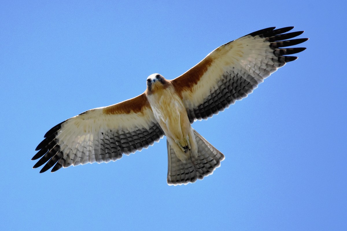 Little Eagle - Geoffrey Groom