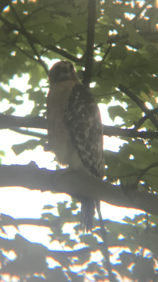 Red-shouldered Hawk - ML240988811