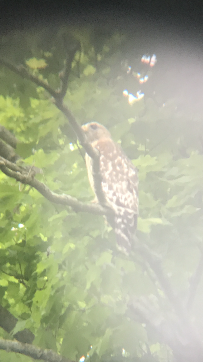 Red-shouldered Hawk - ML240988881