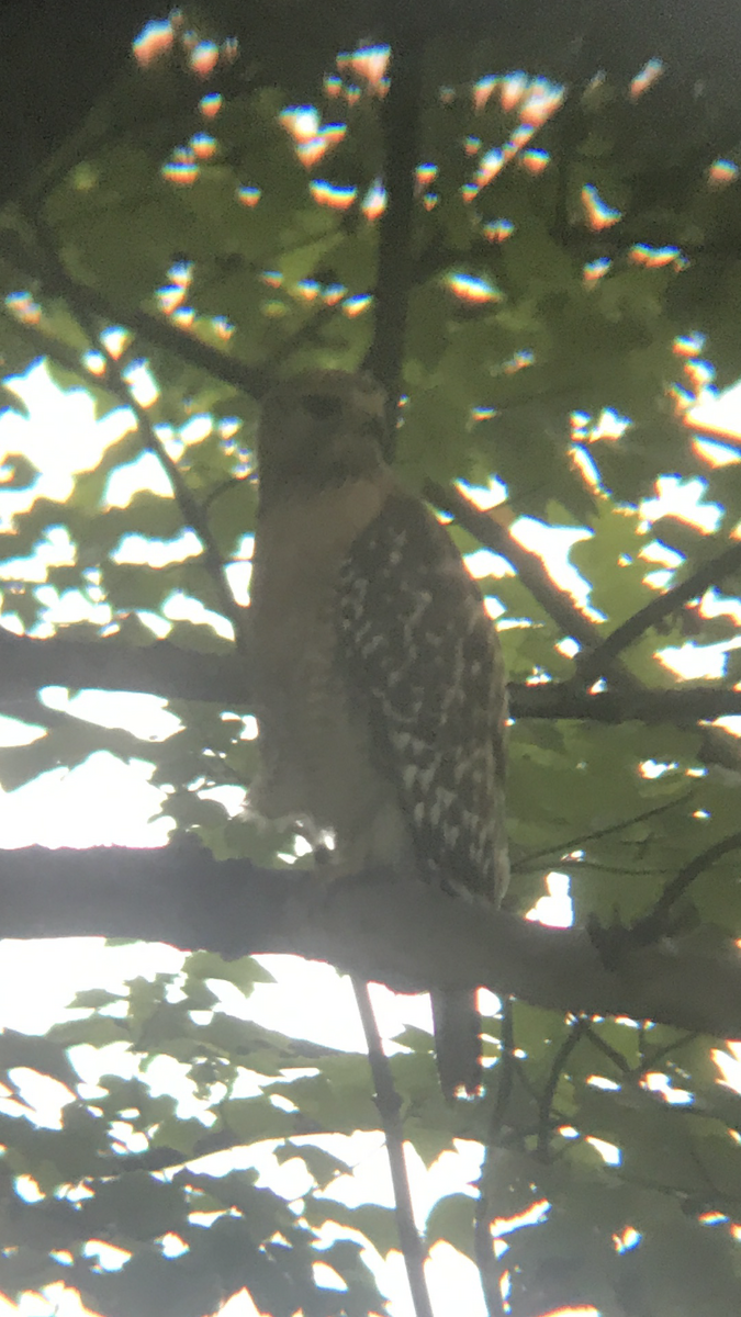 Red-shouldered Hawk - ML240988931