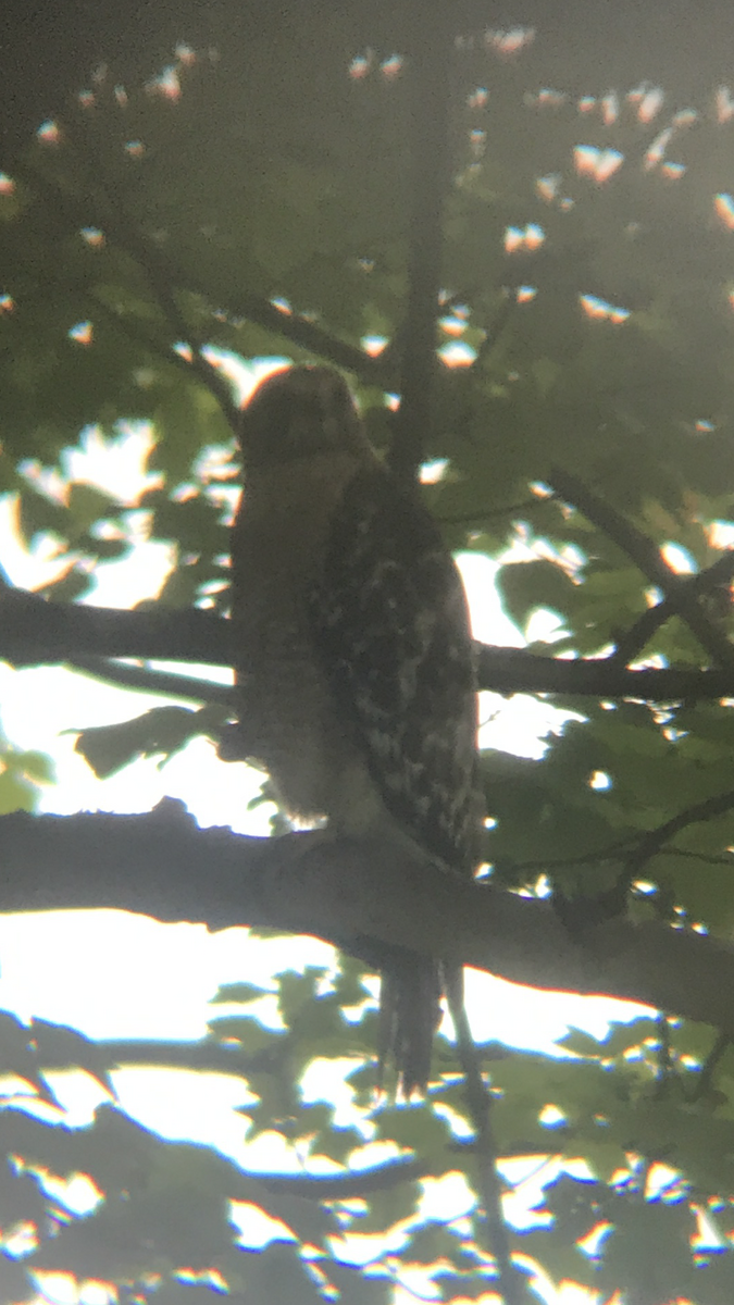 Red-shouldered Hawk - ML240988941