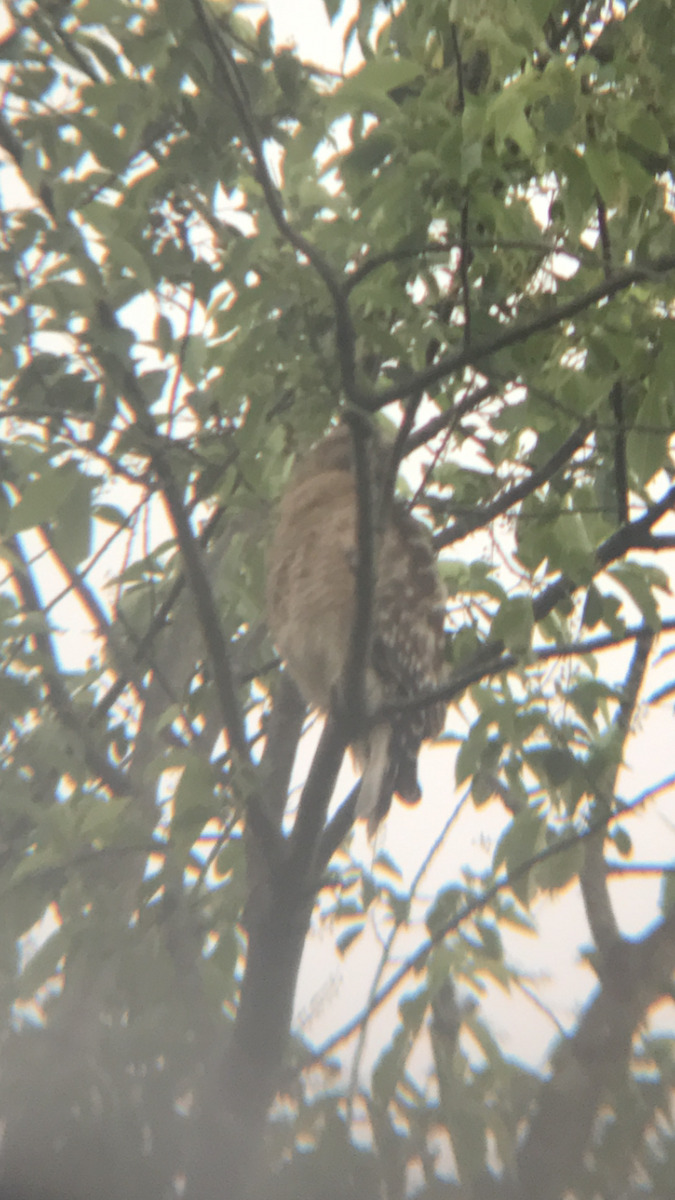 Red-shouldered Hawk - ML240988961