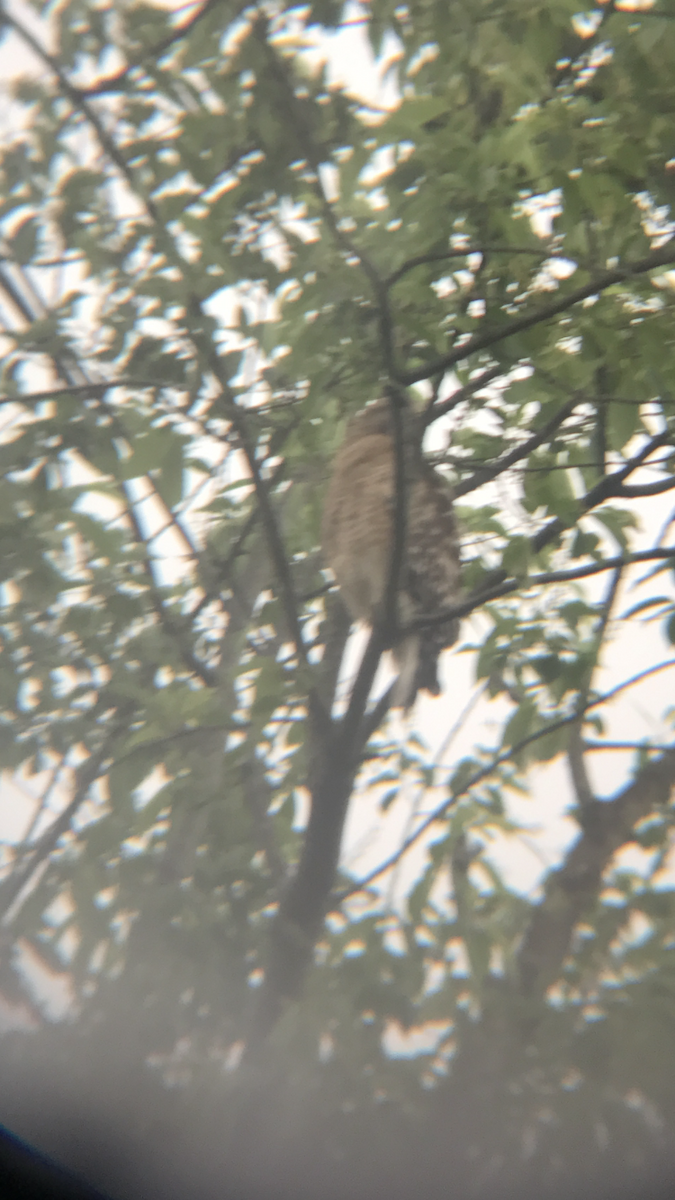 Red-shouldered Hawk - ML240988971