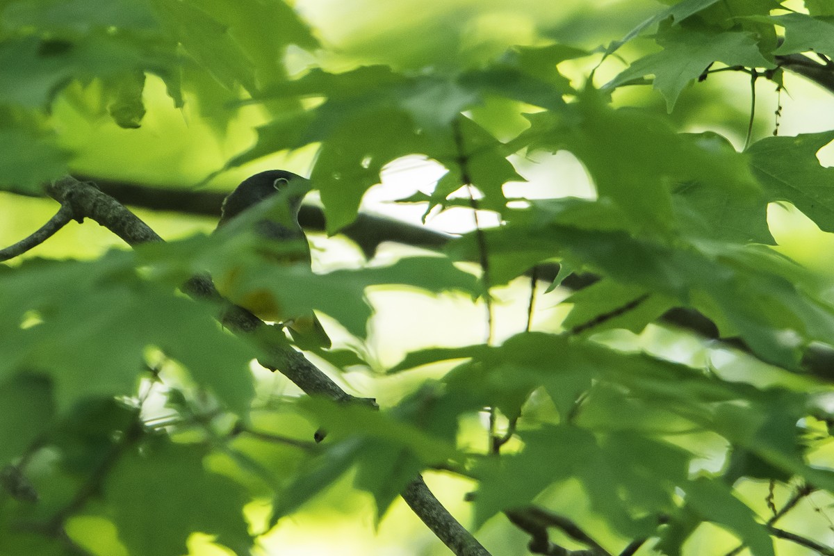 Connecticut Warbler - ML240989451