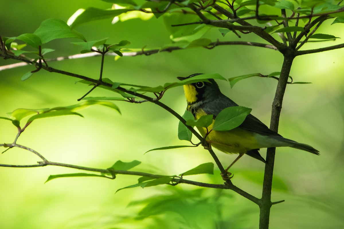 Canada Warbler - ML240989621