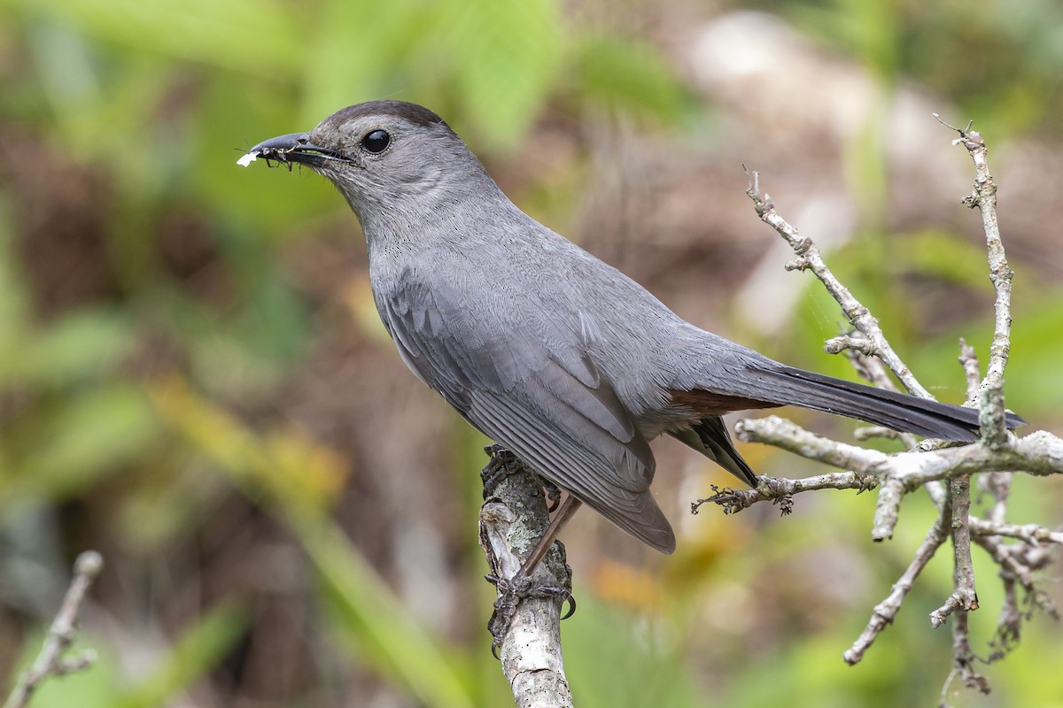 Gray Catbird - Alan Wells