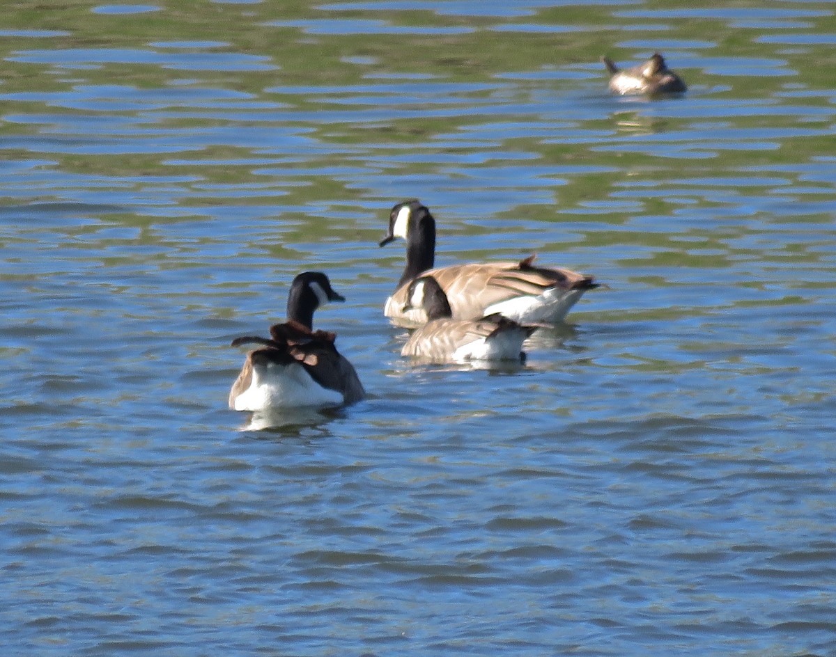 Cackling Goose - Alex Bairstow