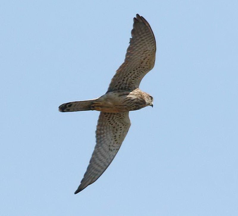 Eurasian Kestrel - ML240993661