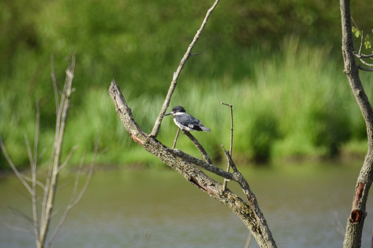 Belted Kingfisher - Alex Busato