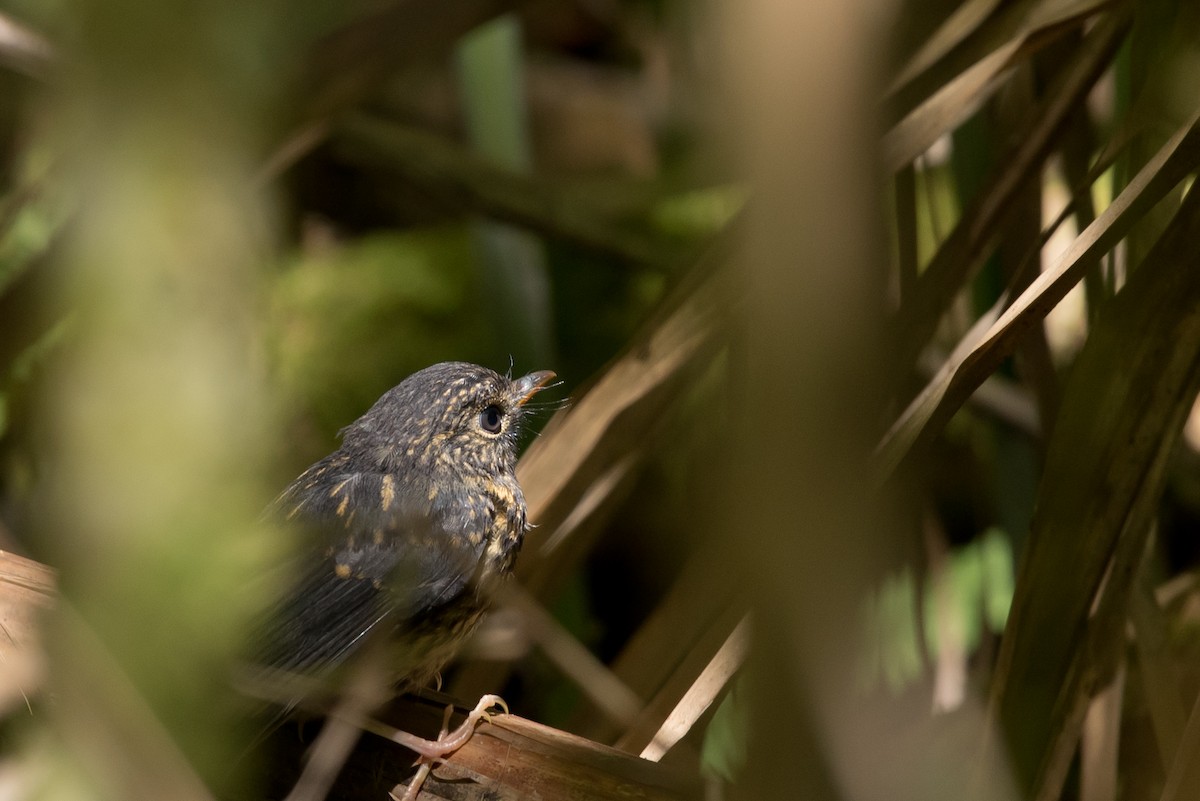 Cinnamon-chested Flycatcher - ML24099431