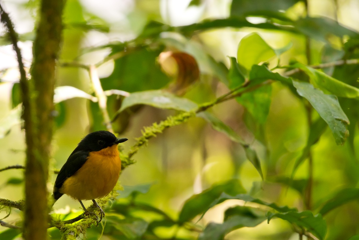 Cinnamon-chested Flycatcher - Lucas DeCicco
