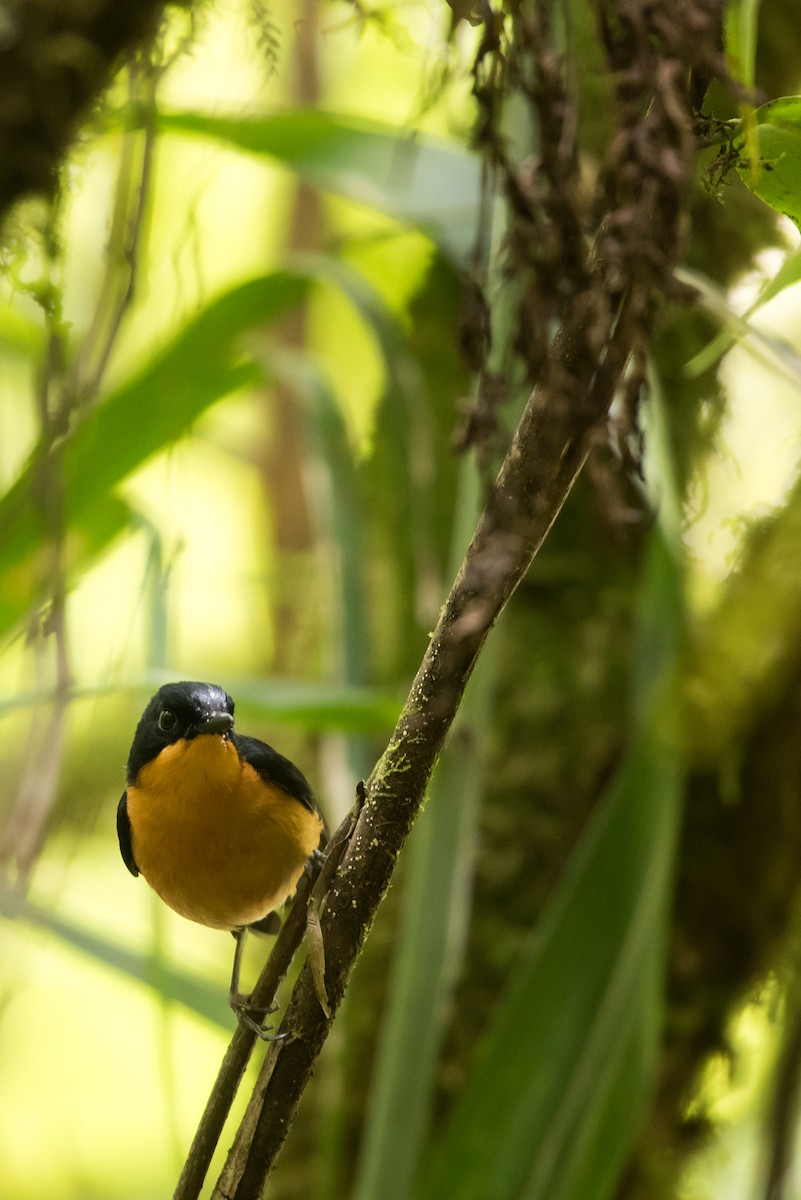 Cinnamon-chested Flycatcher - Lucas DeCicco