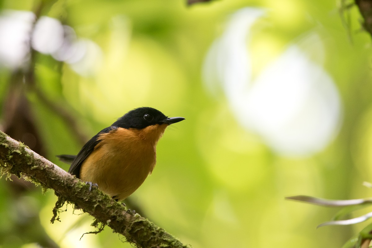 Cinnamon-chested Flycatcher - ML24099601