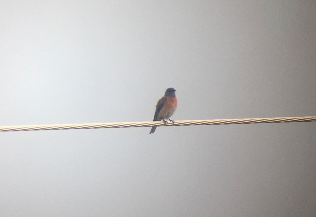 Western Bluebird - ML240996111