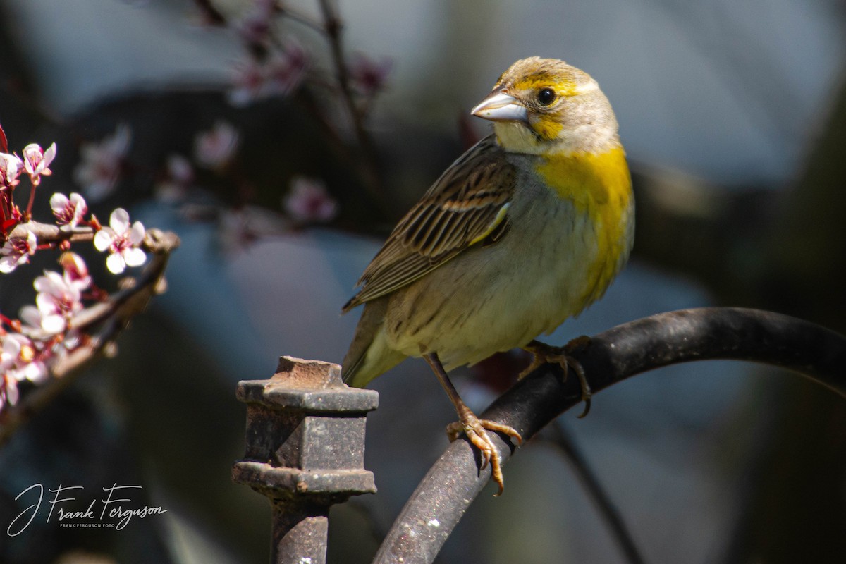 Dickcissel - ML240996161