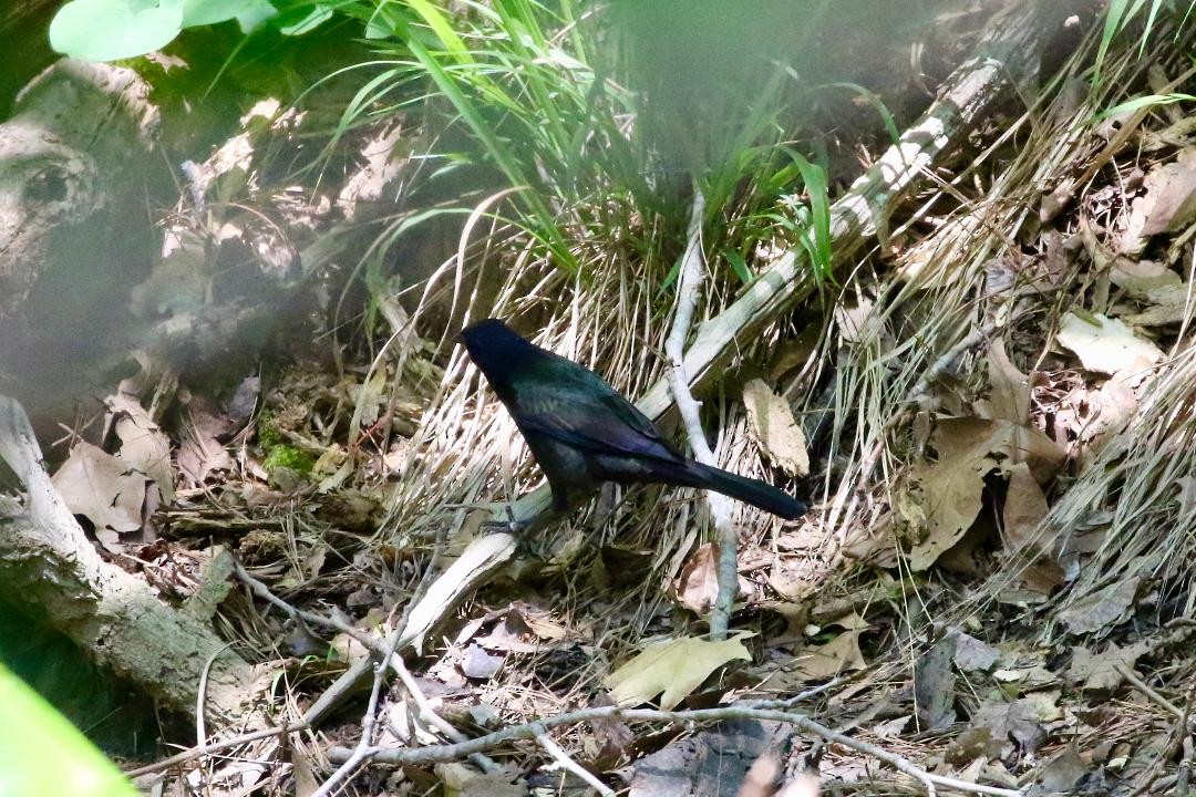 Common Grackle (Florida/Purple) - Stacey Jo Pryor