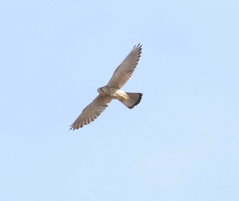 Eurasian Kestrel - ML240998021