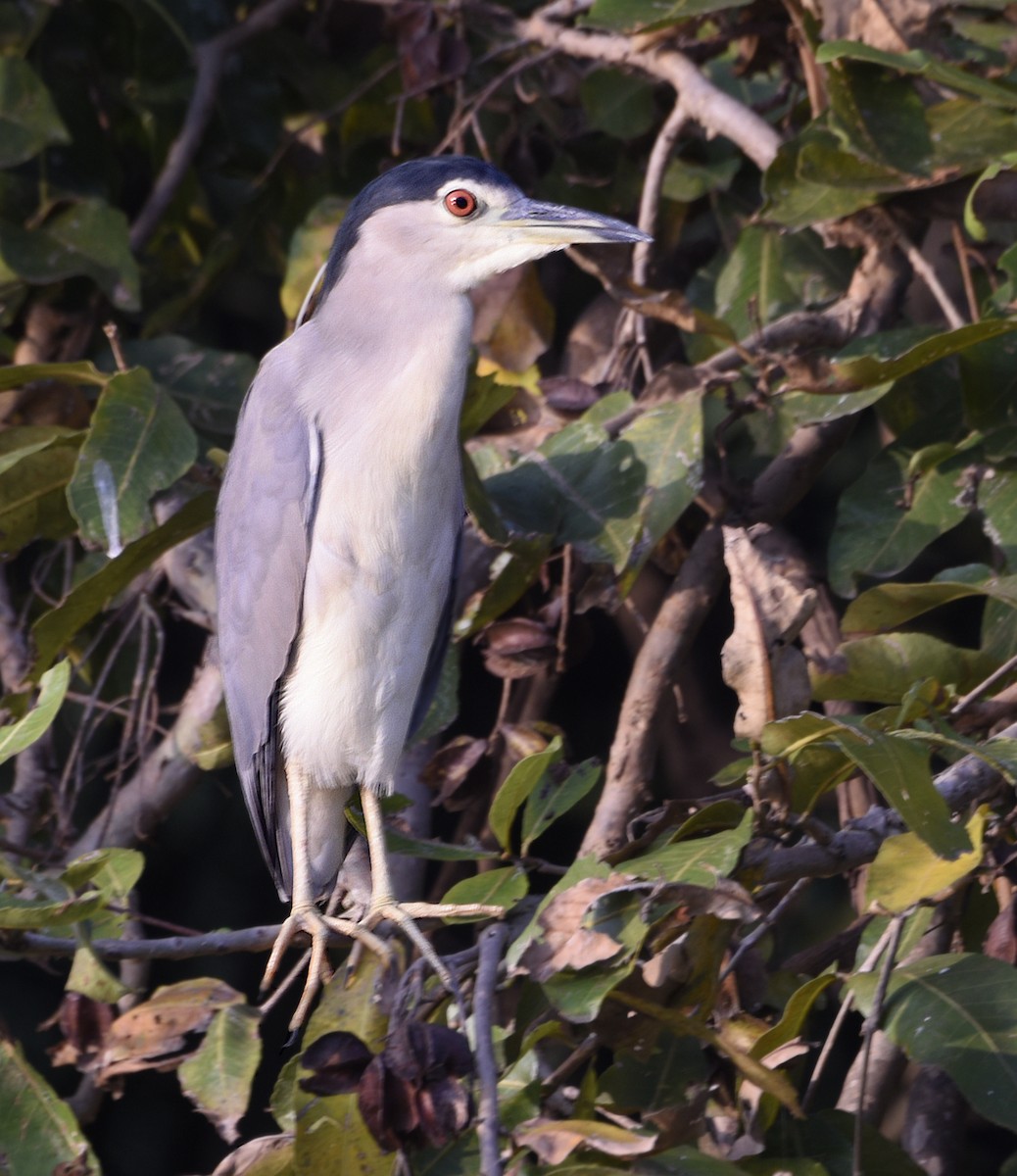 Black-crowned Night Heron - Savithri Singh