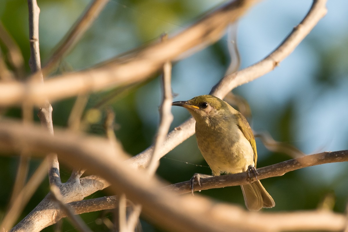 Olive Honeyeater - ML24099901