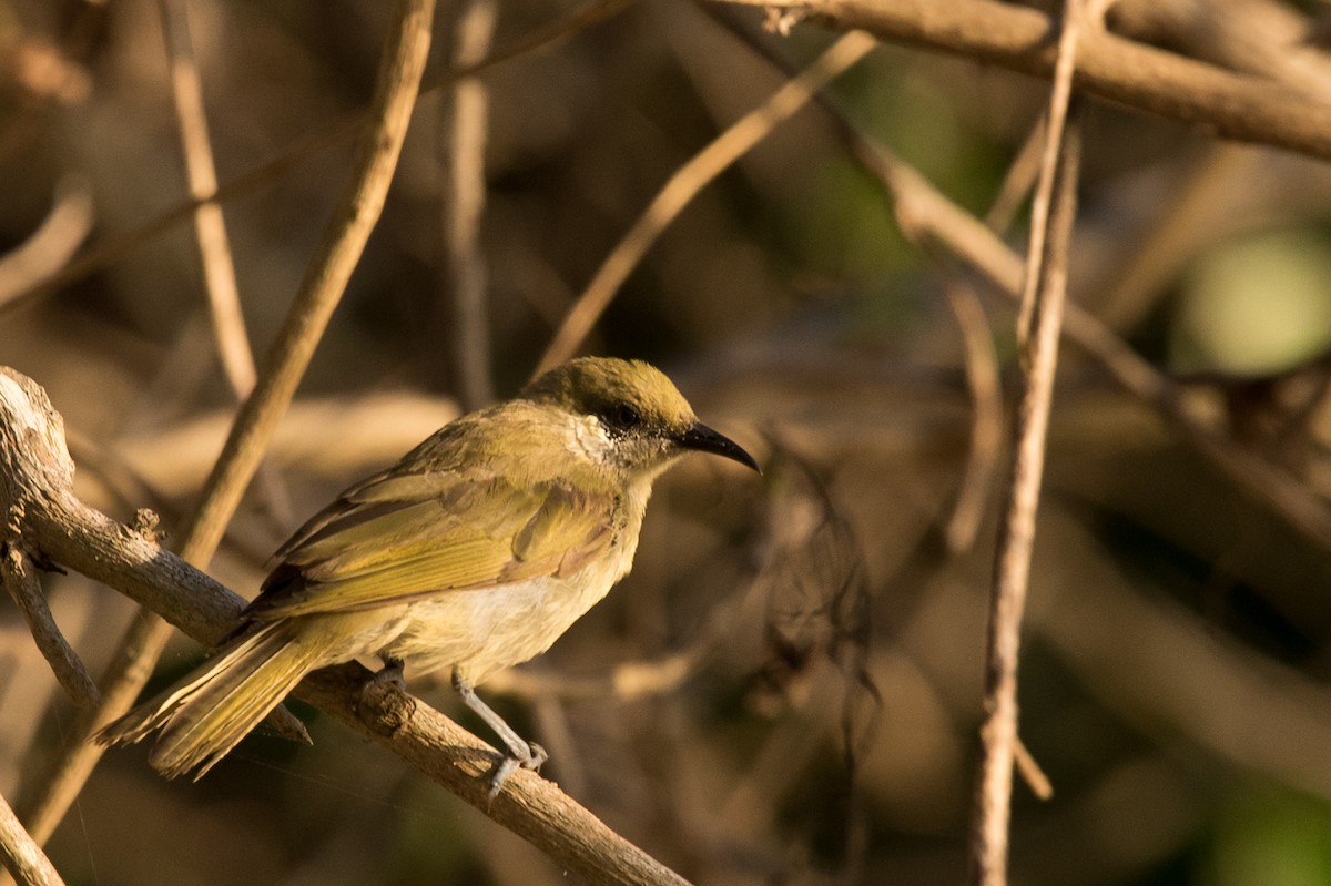 Olive Honeyeater - ML24099921