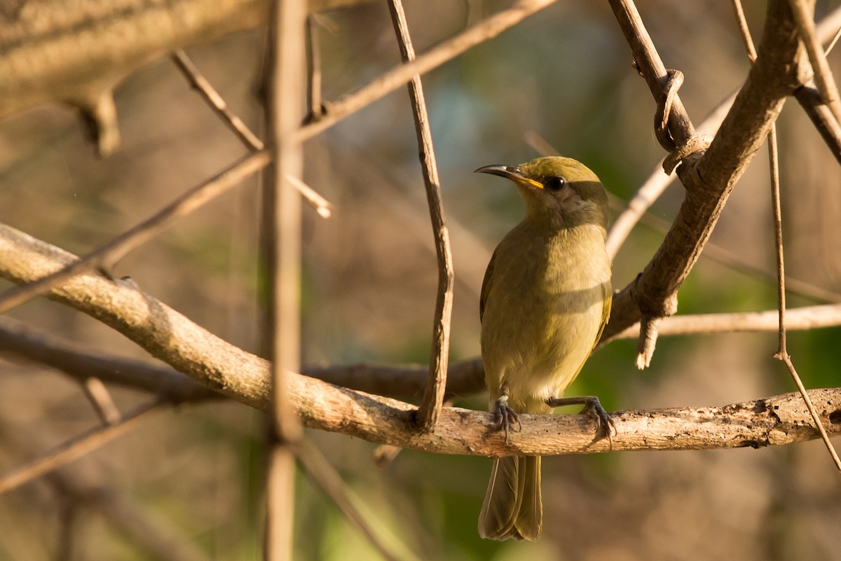 Olive Honeyeater - ML24099931