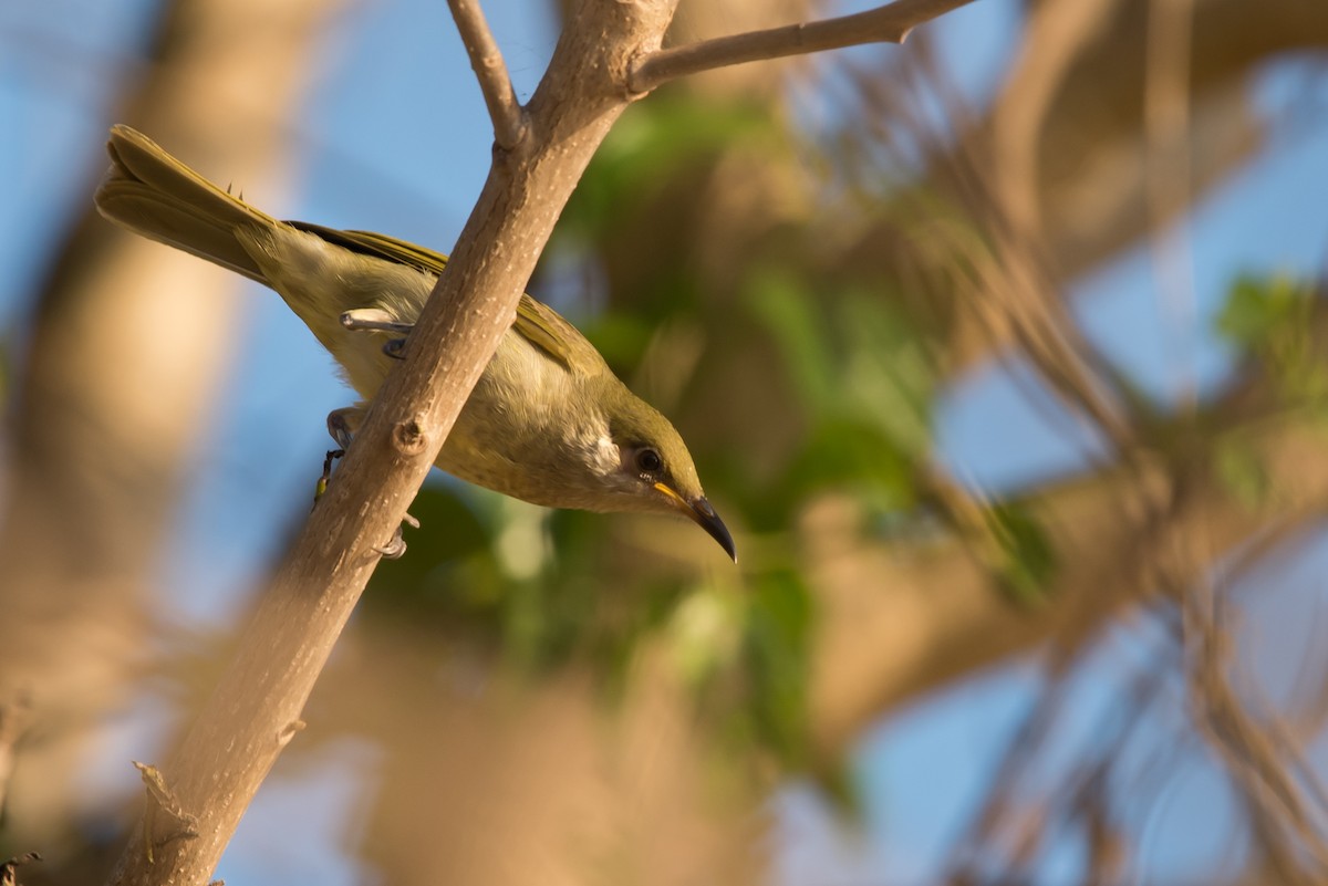 Olive Honeyeater - ML24099941