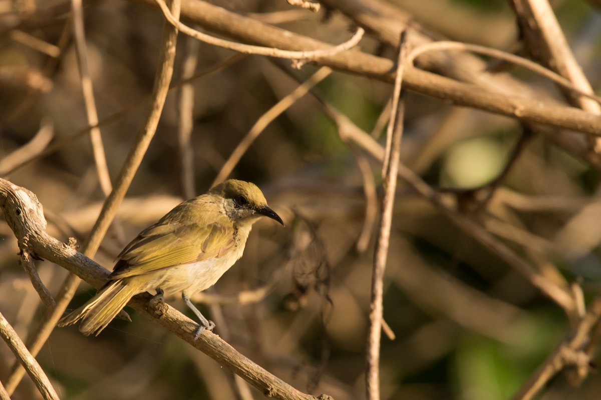 Olive Honeyeater - ML24099951