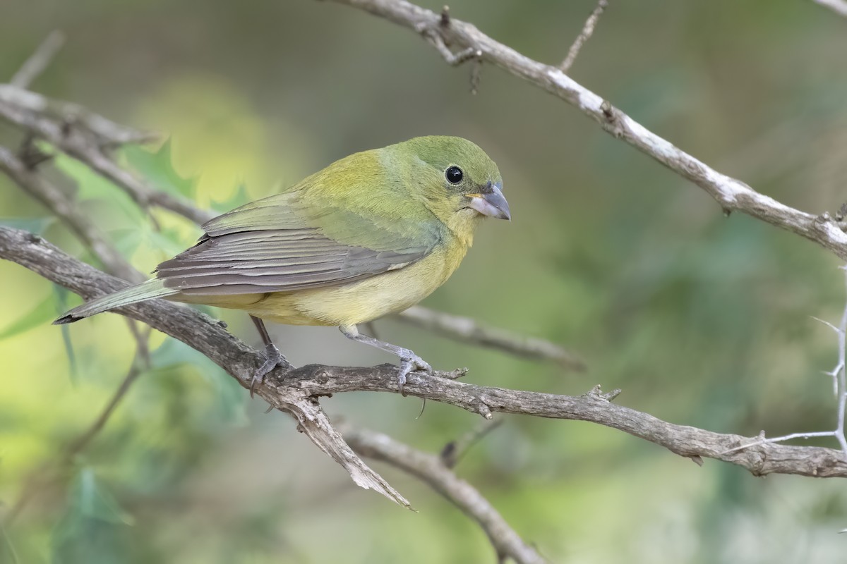 Painted Bunting - ML240999511