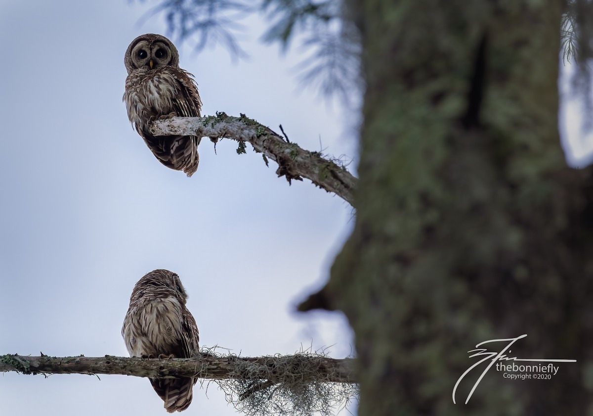 Barred Owl - ML240999831