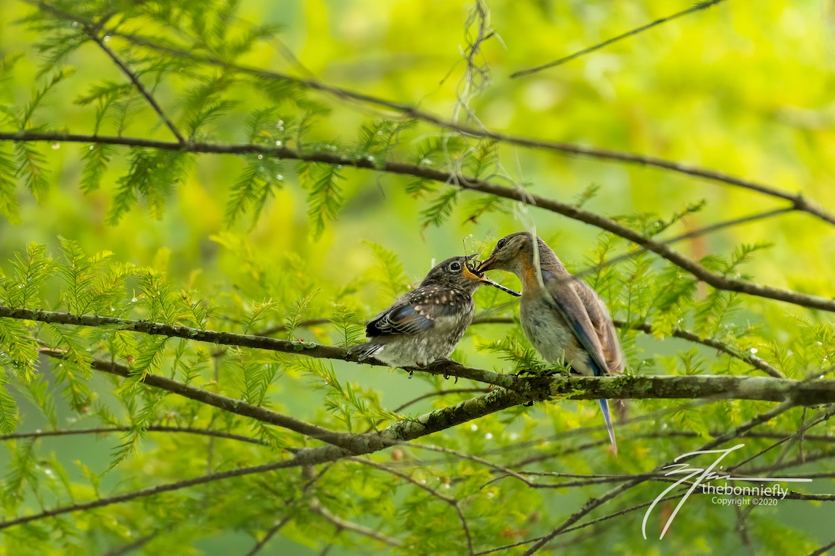 Eastern Bluebird - Brandon Finnorn