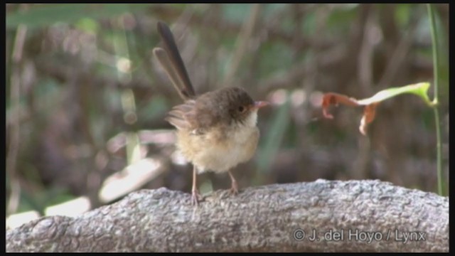 Red-backed Fairywren - ML241000421