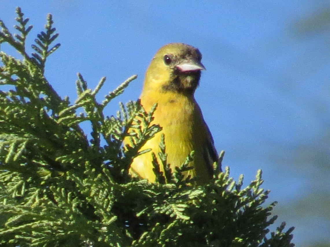 Orchard Oriole - ML24100111