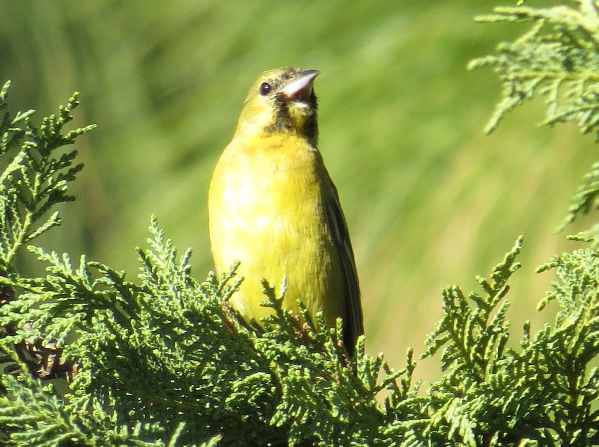 Orchard Oriole - ML24100121