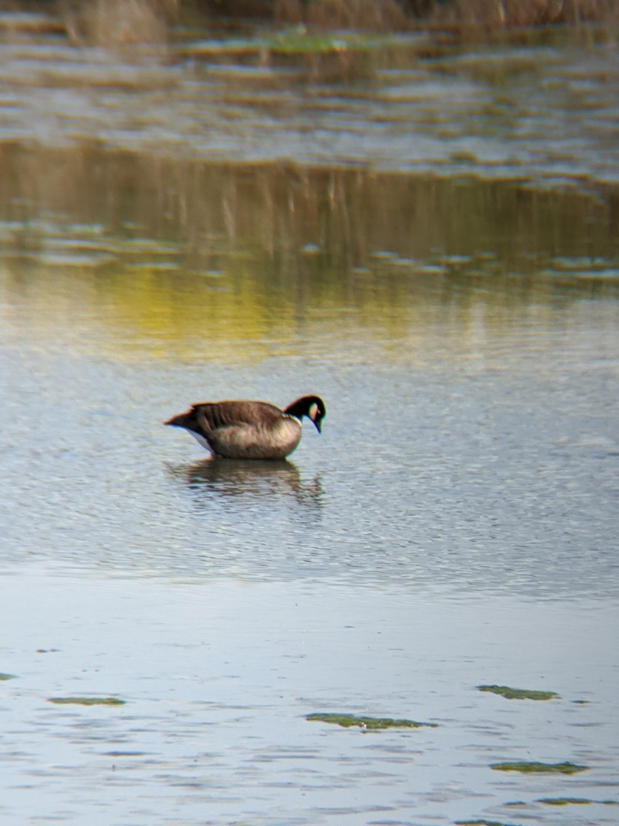 Cackling Goose - Ryan Watson