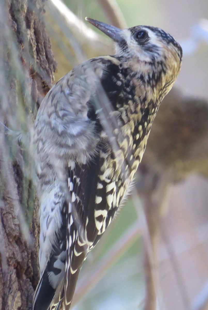 Yellow-bellied Sapsucker - Thomas Wurster