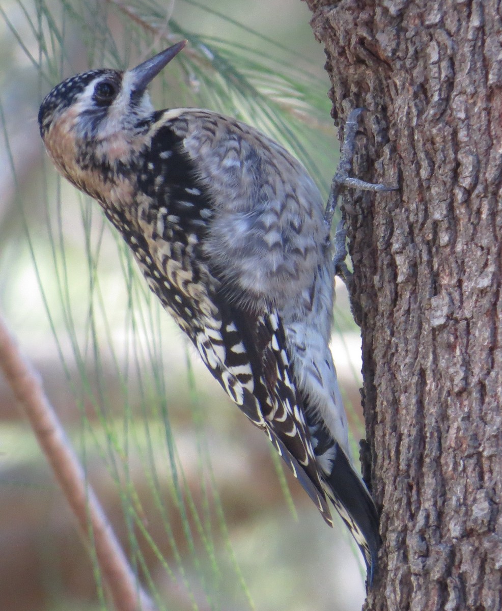 Yellow-bellied Sapsucker - ML24100281