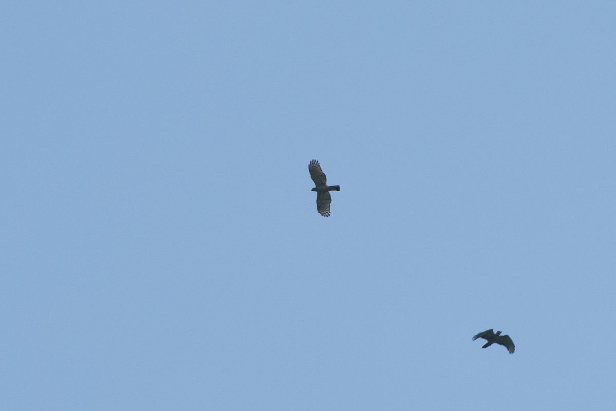 Pacific Baza - Lucas DeCicco