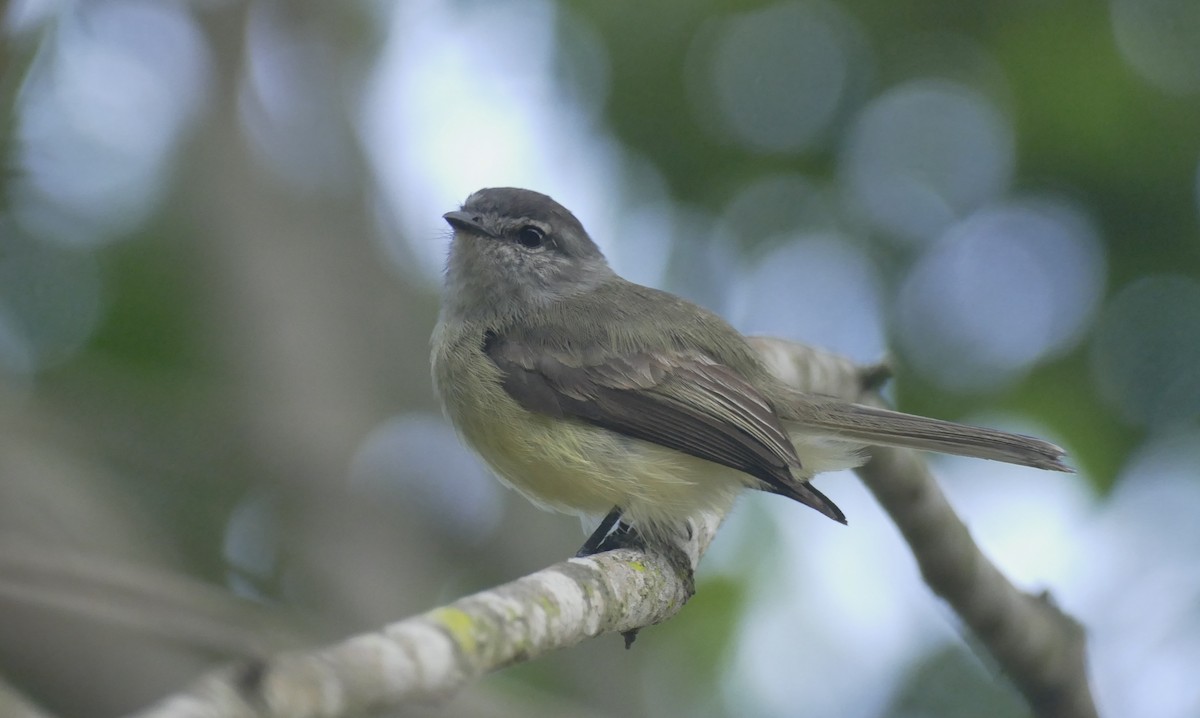 Sooty-headed Tyrannulet - ML241003201