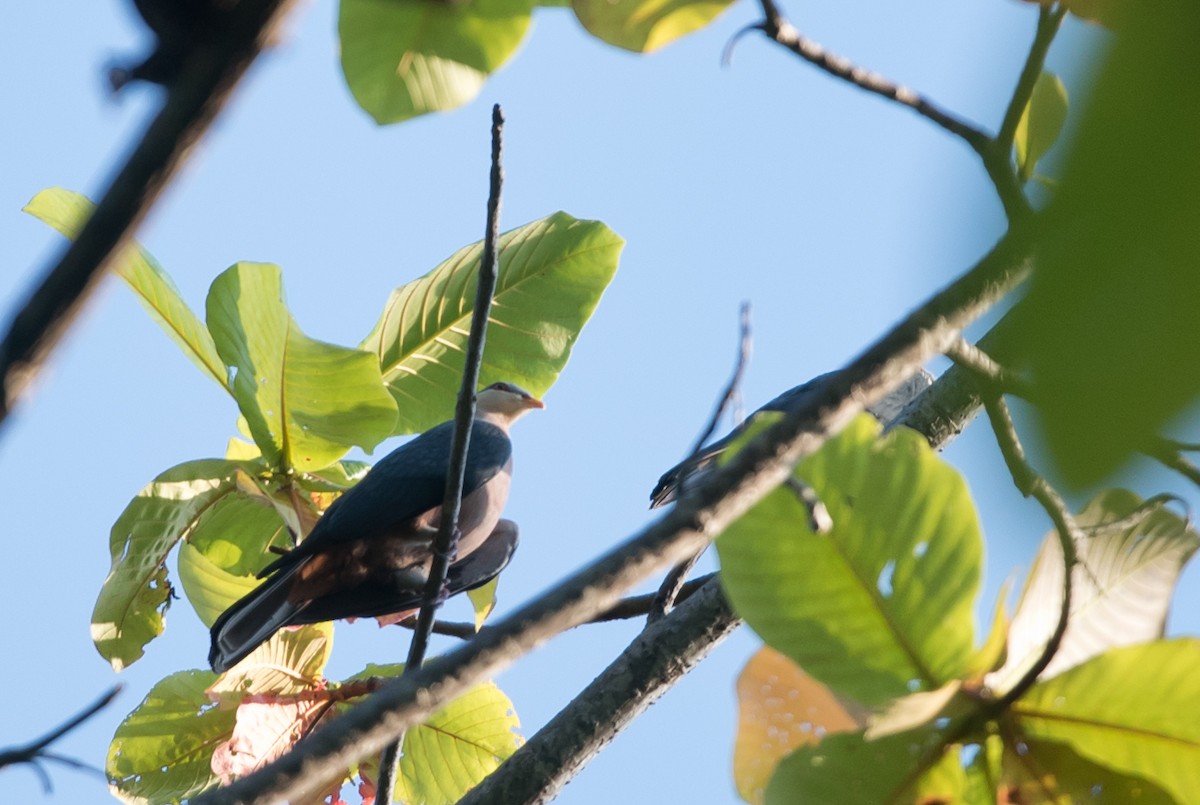 Seram Mountain-Pigeon - ML24100321