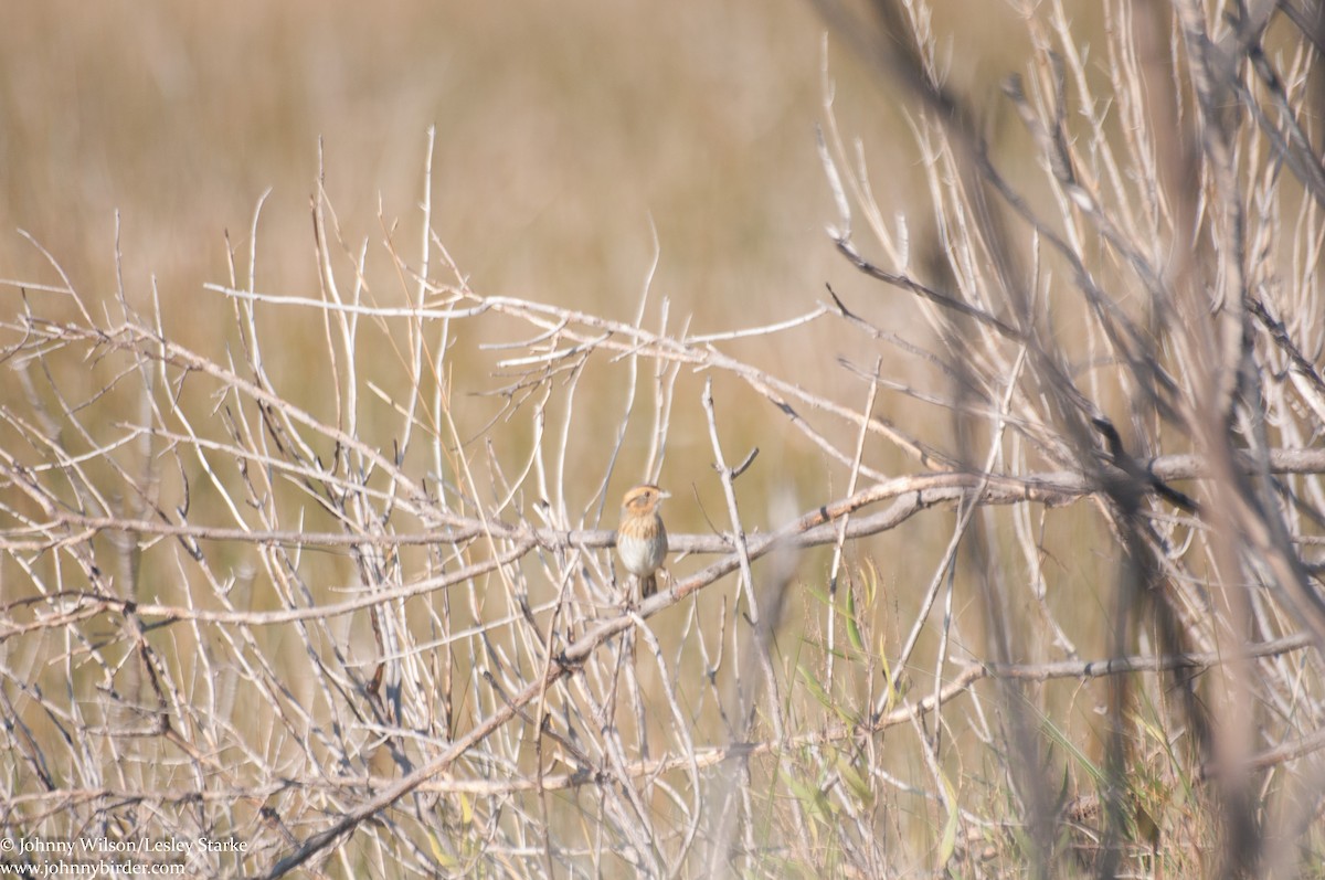 Nelson's Sparrow - ML241004421