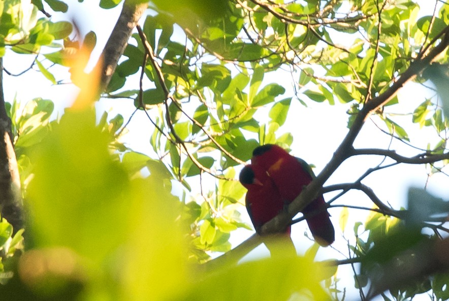 Purple-naped Lory - ML24100471